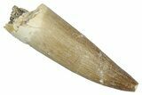 Fossil Plesiosaur (Zarafasaura) Tooth - Morocco #344244-1